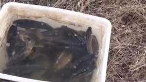 Зарыбление пруда на участке карпом-3.