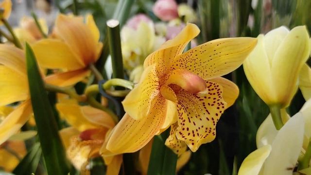 ОБРАЩЕНИЕ К ДРУЗЬЯМ