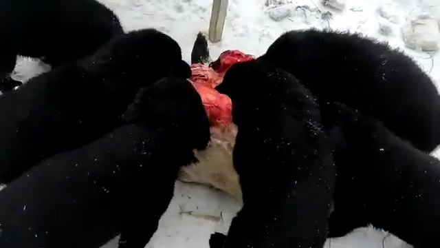 Тувинская овчарка