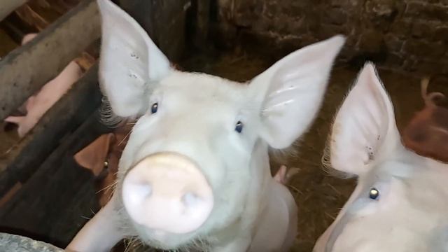 Своих в обиду не дадут.Имена для котят. смотреть онлайн