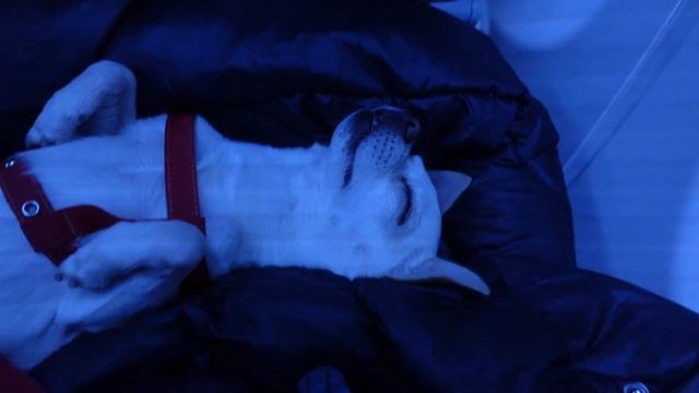 VLOG | Полет с собакой | Пьяный рейс 😄 #иренсигал #тельавив