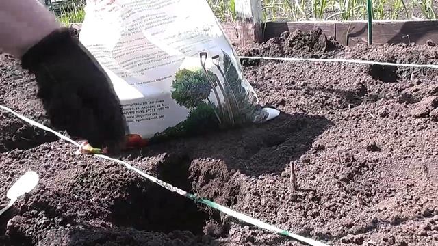 Посадка высокорослого ТОМАТА в открытый грунт смотреть онлайн