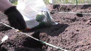 Посадка высокорослого ТОМАТА  в открытый грунт