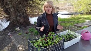 Как закалять рассаду томатов.  Как правильно закалять рассаду перца