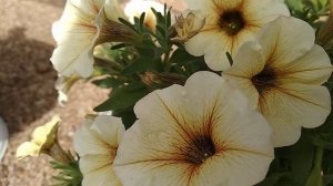 Сибирь. Обзор сортов Петхоа на 1 июля