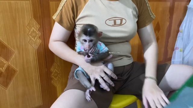 It's funny to see monkey Linda's expression when she's angry with her mother! Full video смотреть онлайн