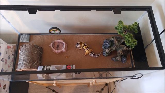 Leopard Gecko not eating? Reasons why смотреть онлайн