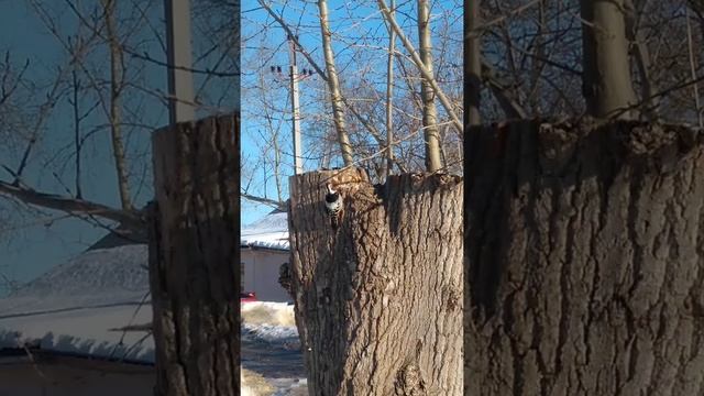 мартовский дятел в городе) смотреть онлайн