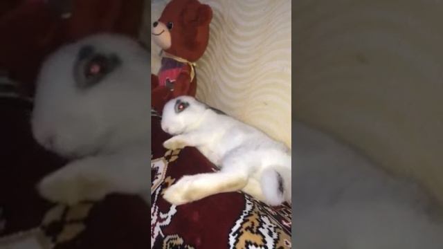 Люблю повеселиться, особенно поспать))) смотреть онлайн