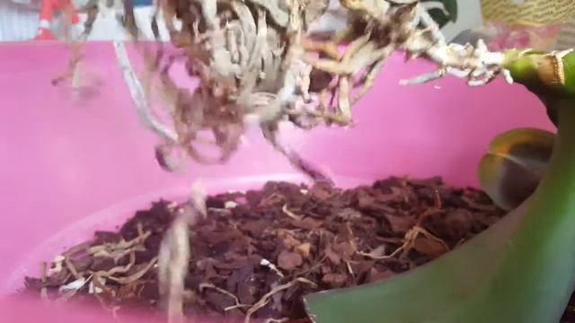 Посадка орхидей с использованием грунта ZeoFlora. 1 часть (подготовка орхидей к посадке)