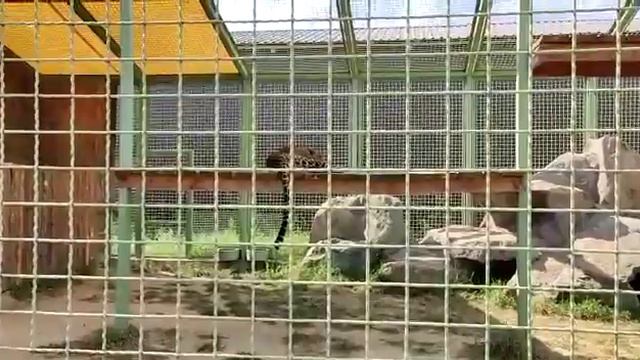 Киев / Зоопарк " 12 Месяцев " / Гепард смотреть онлайн