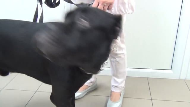 Собака Кане Корсо Деррек в больнице.#canecorso смотреть онлайн