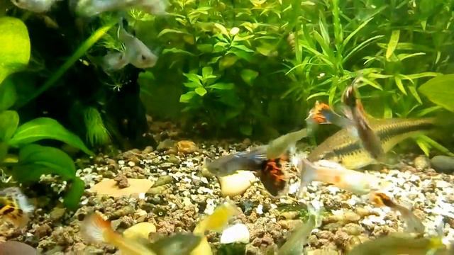 Аквариум/Новые рыбки/А что случилось с гуппи ?