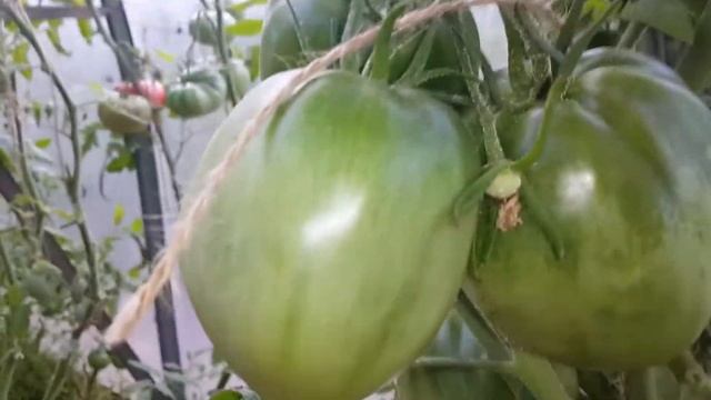 Помидор , сорт Великолепный Бонни! Рекордная урожайность. смотреть онлайн