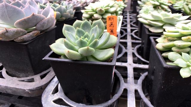 Echeveria 'Scarletta' 多肉植物圖鑑 斯嘉麗 смотреть онлайн