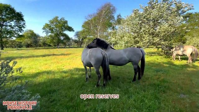 Konik Horse: The Wild Horse of Europe | Tarpan | Wild Horse | Nature Reserve | Poland | Netherland смотреть онлайн