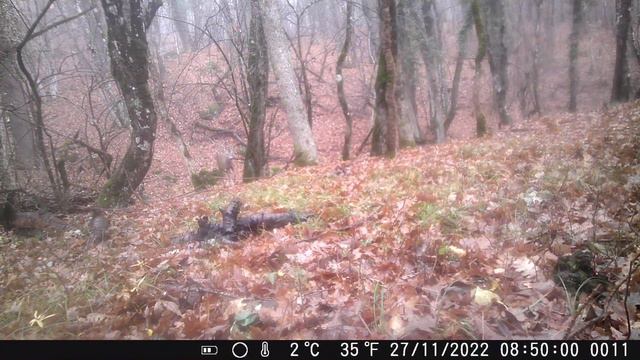 Что наловила фотоловушка? Горы, Крым. смотреть онлайн