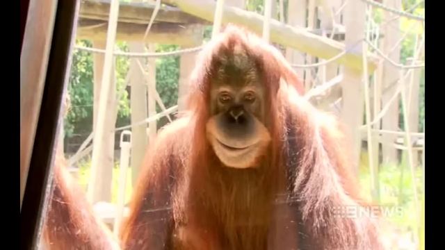 Monke Never forget's смотреть онлайн