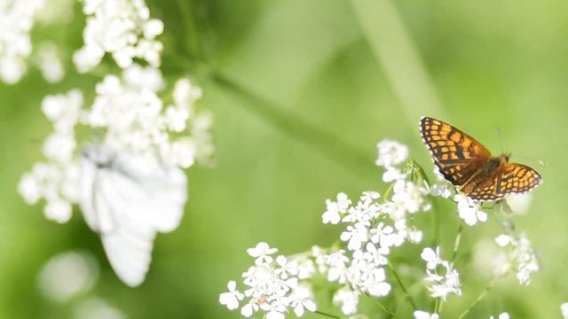 Yмиротворяющую музыку, которую можно послушать, расслабляясь перед сном смотреть онлайн
