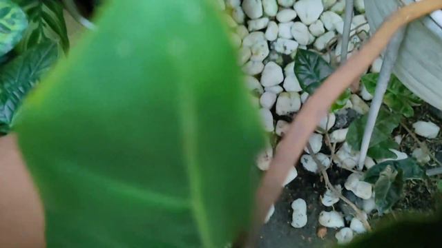 Philodendron Billietiae | UPDATE AFTER 1 YEAR смотреть онлайн