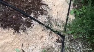 Капельный полив для голубики