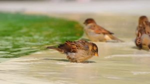 Тибетская лечебная флейта. Высвобождение мелатонина и токсинов.Устранение стресса и успокоение ума