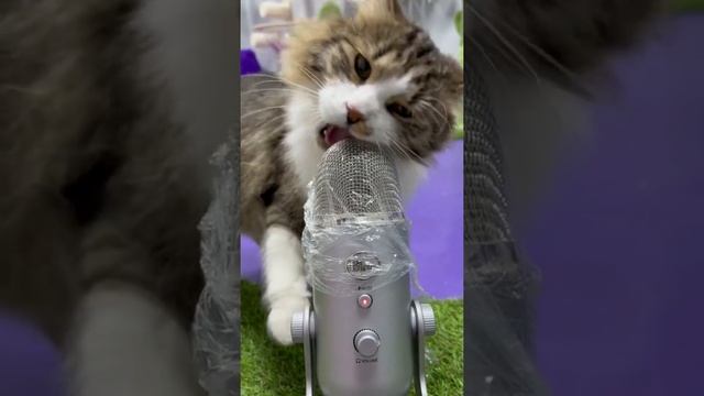 агрессивный asmr от кота смотреть онлайн