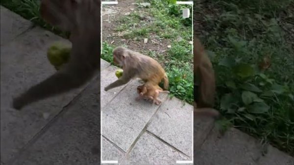 The Best of Monkey Videos - A Funny Eating Monkeys Compilation Ep256