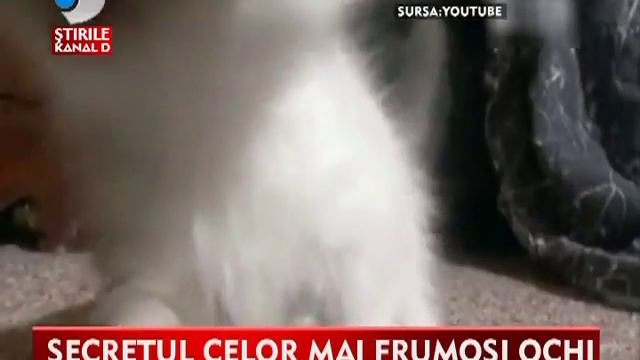 Супер редкая мутация негр с голубыми глазами смотреть онлайн