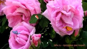 Роза канадская парковая Васагеминг ? роза Васагеминг обзор: как сажать саженцы розы Васагеминг