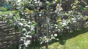 10.Выбираем яблоню. Лучшие сорта яблонь: Мельба, Мантет и другие.