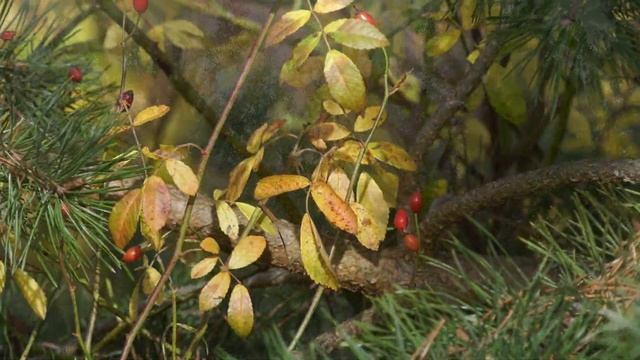 Enjoy The Colorful Beautiful Autumn - The Golden Season смотреть онлайн