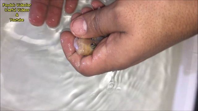 5 Orange Cichlid fish, gave birth to 310 juvenile fish ???? смотреть онлайн