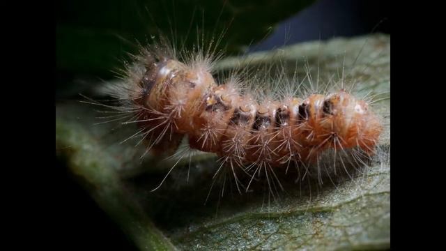 Краснодарский край, предгорья, 2011