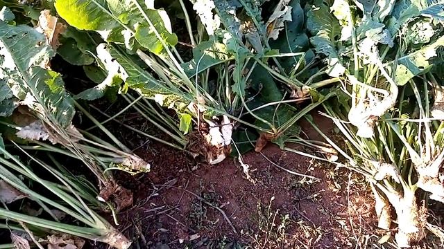 Размножение растений в домашних условиях