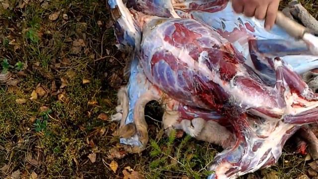 НП №5. Разделка косули ножами Барс (Ясный сокол), Якут и финка. смотреть онлайн