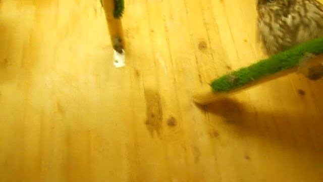 Кормление Домового сыча Муската - Feeding the Owl Brownie Muscat смотреть онлайн