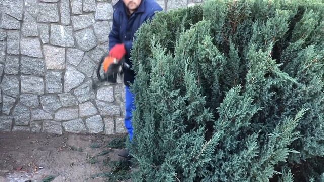 Формируем шар с вертикального можжевельника смотреть онлайн