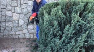 Формируем шар с вертикального можжевельника