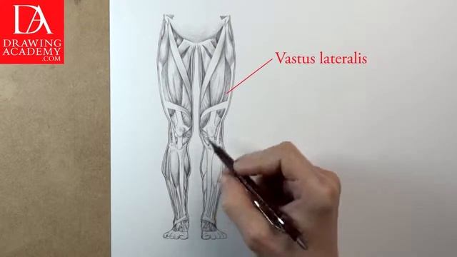 Muscles of the Leg presented by Drawing Academy .com 31-4 смотреть онлайн