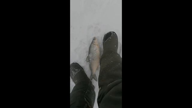 Рыбалка на хлопушки на реке Амур .Отличный улов ! смотреть онлайн
