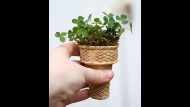 Plant's in ice cream cones смотреть онлайн