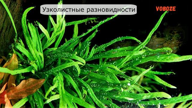 Таиландский папоротник, узколистный, винделов, содержание в аквариуме, размножение.