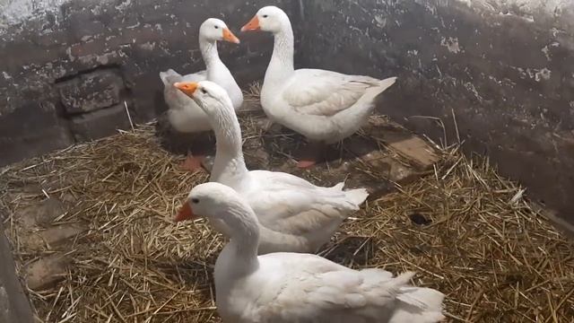 чем кормить гусей для быстрого и эффективного роста// гуси на откорме// ответы на советы смотреть онлайн