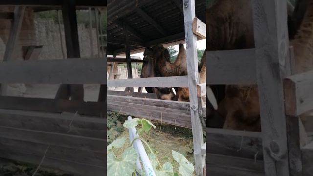 Верблюды кушают. Красота. Маленький верблюженок. Зоопарк До До. Анапа 2021 смотреть онлайн