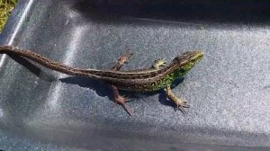 Как купать прыткую ящерицу? (Чуть не сбежала).???