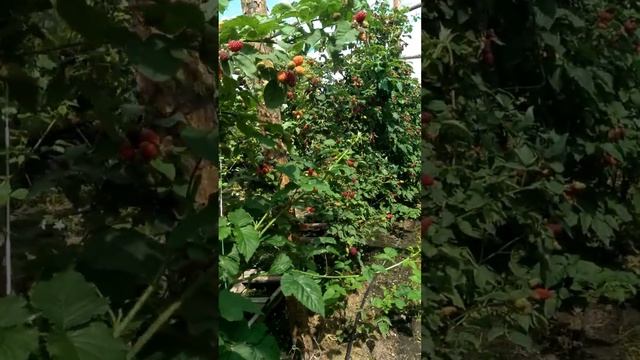Малиноежевика Тайберри смотреть онлайн