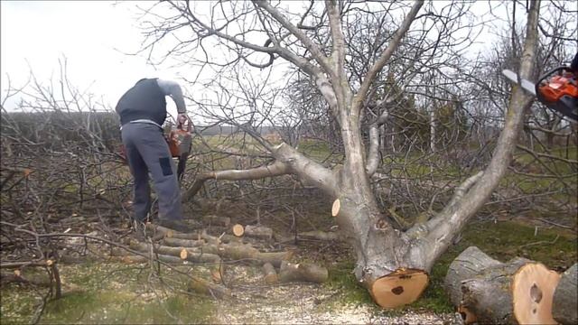 Walnut tree felling with ZID TAJGA 245 & OLEO - MAC 937 chainsaw / láncfűrész смотреть онлайн
