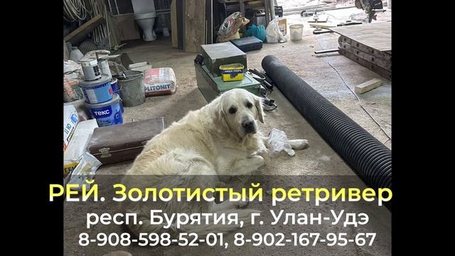 ДОМА ! РЕЙ , Золотистый ретривер , респ. Бурятия , г. Улан-Удэ смотреть онлайн