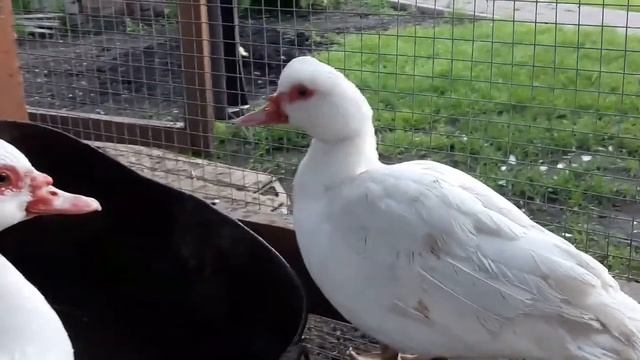 Мускусные утки.Утренний обзор. смотреть онлайн